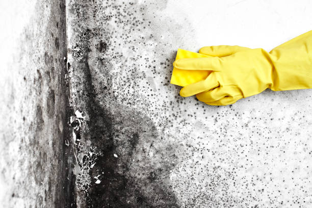 Best Fast Mold Removal  in Parker, AZ