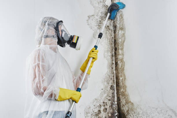 Best Residential Mold Removal  in Parker, AZ