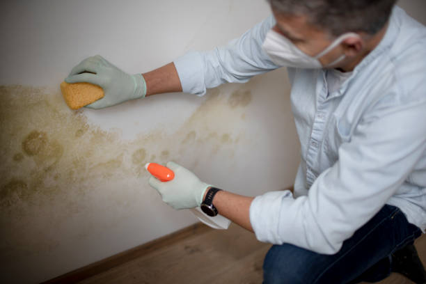 Best Toxic Mold Removal  in Parker, AZ