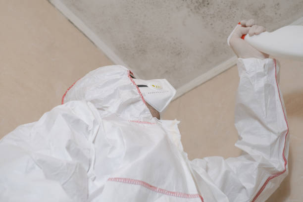 Best Mold Damage Repair  in Parker, AZ