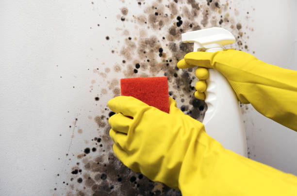 Best Affordable Mold Removal  in Parker, AZ