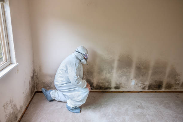 Best Attic Mold Removal  in Parker, AZ