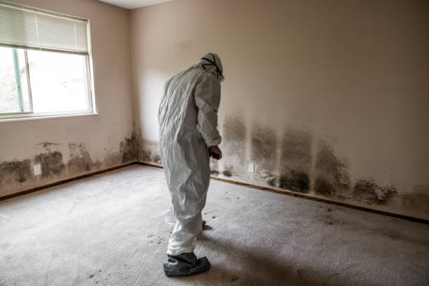 Reliable Parker, AZ Mold Removal Solutions