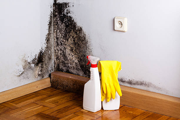 Mold Testing and Removal in Parker, AZ